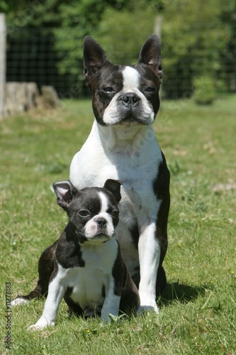 Maman Boston Terrier Et Son Bebe Debout Face A L Objectif Stock Photo Adobe Stock Maman Boston Terrier Et Son Bebe Debout Face A L Objectif Stock Photo Adobe Stock