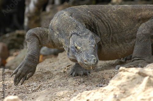 Komodo dragon(Indonesia) © tamon