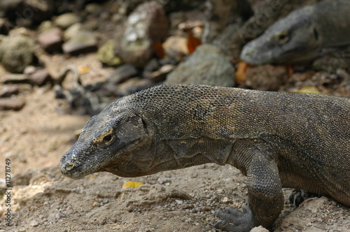 Komodo dragon Indonesia 