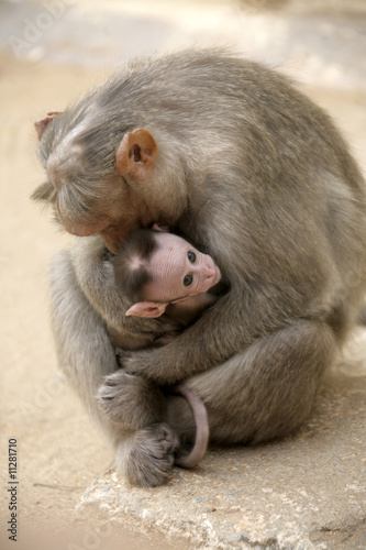 Monkey Macaca Family in Indian Town © SergeMatur