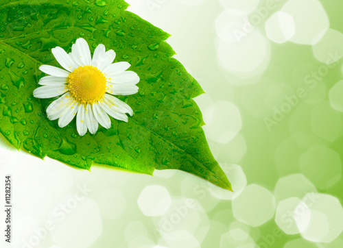 Fototapeta Naklejka Na Ścianę i Meble -  Camomile and leaves.