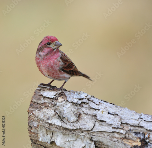 Purple Finch