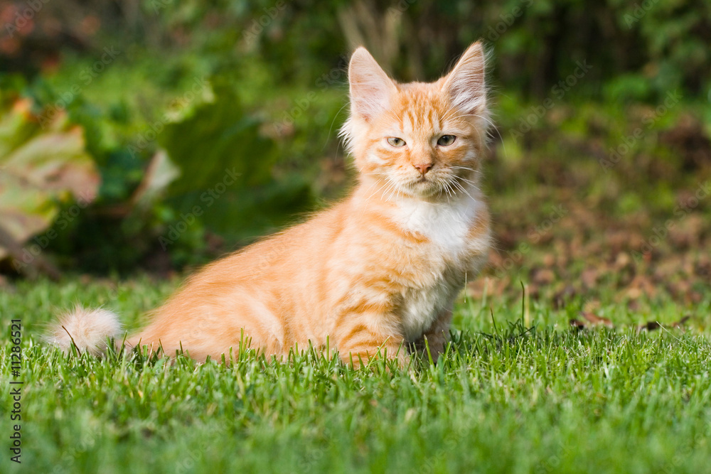 kitten sitting on the grass
