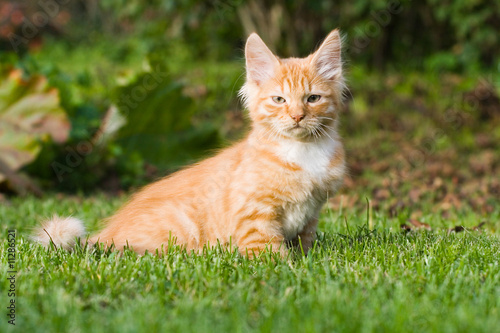 kitten sitting on the grass