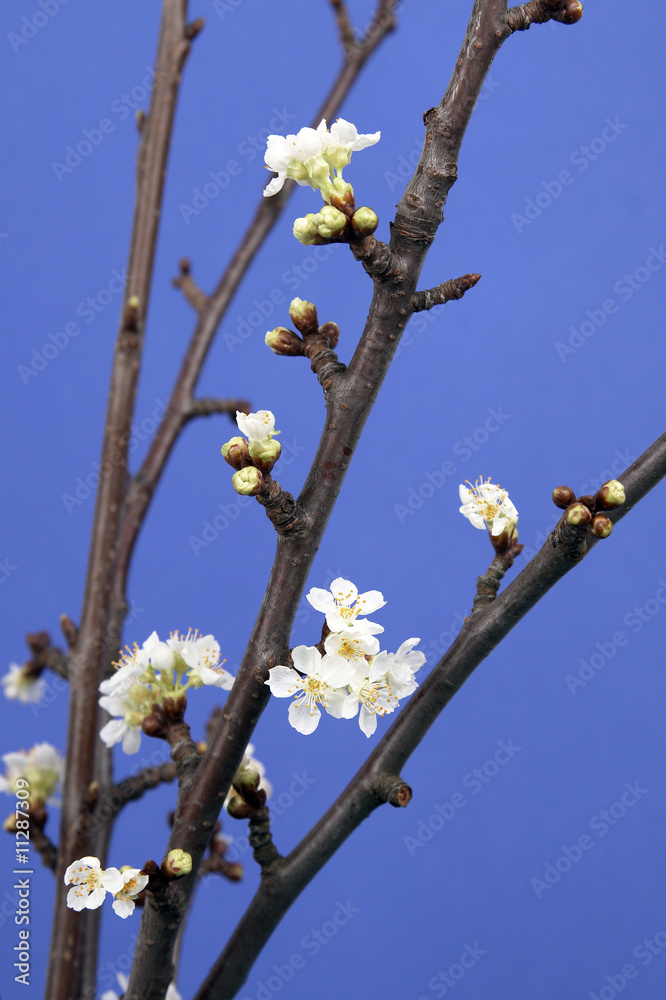Naklejka premium Kirschzweige