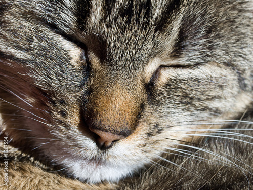 фотографія Closeup of a sleeping cat