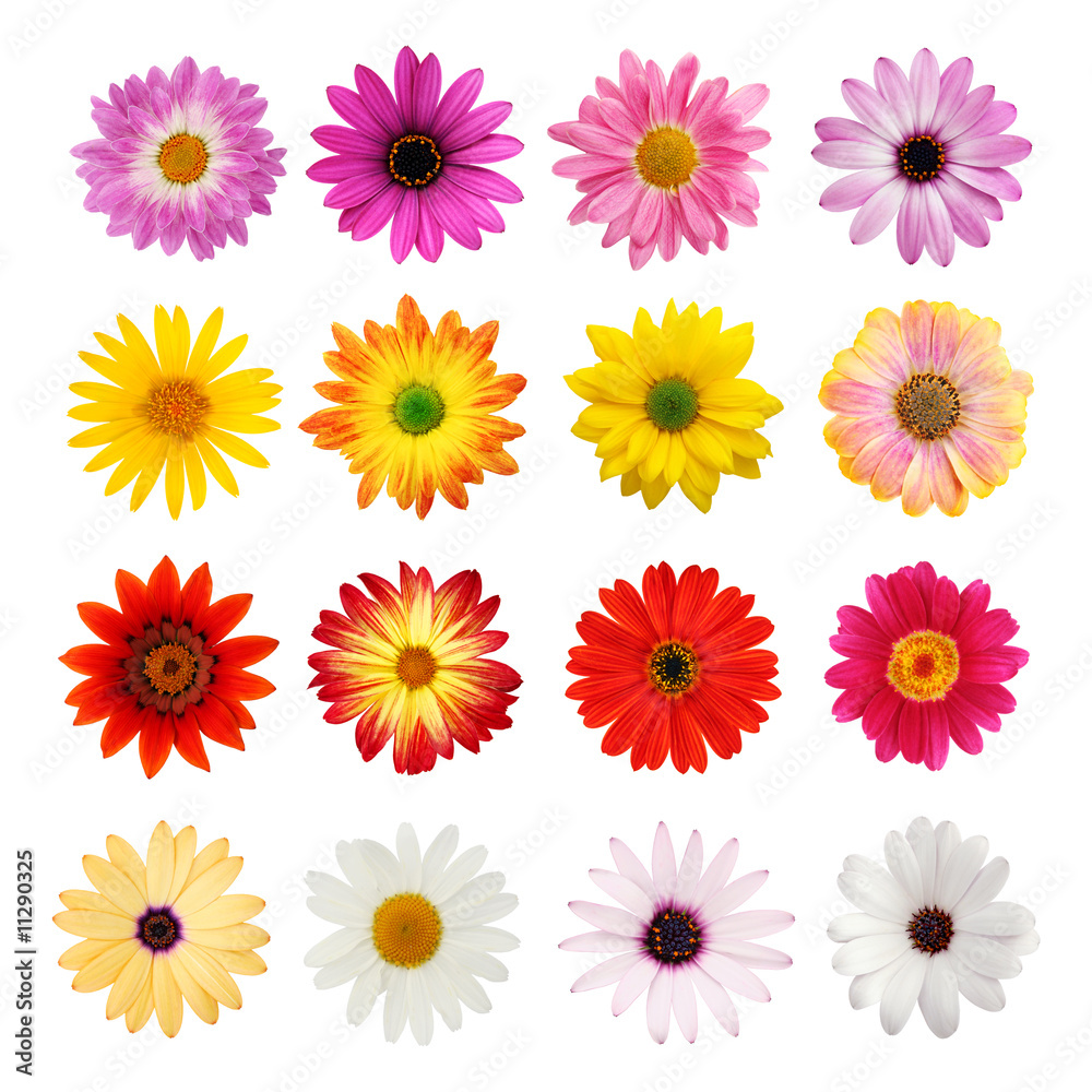 Daisy collection isolated on white with clipping path - obrazy, fototapety, plakaty 