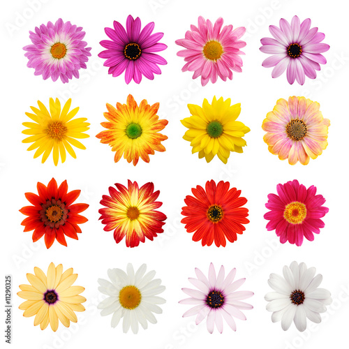 Daisy collection isolated on white with clipping path