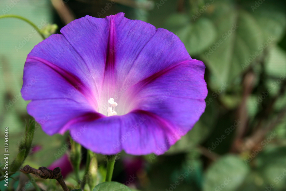 Bell-shaped flower with violet petals woven into a circular disc Bell-shaped flower with violet petals woven into a circular disc