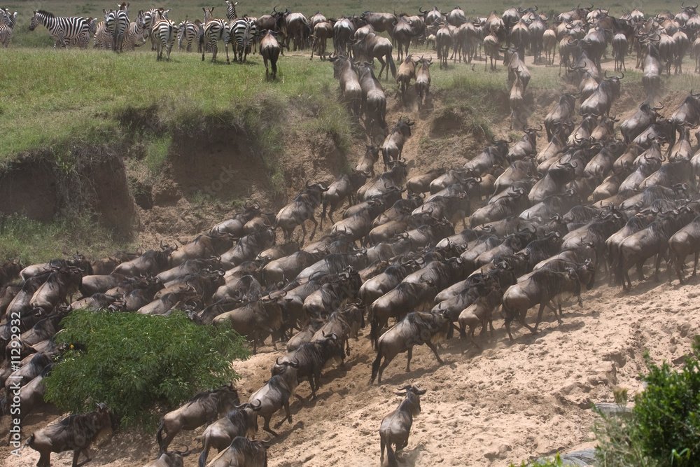 Φωτογραφία On the plains of the Masai Mara game reserve Kenya Africa