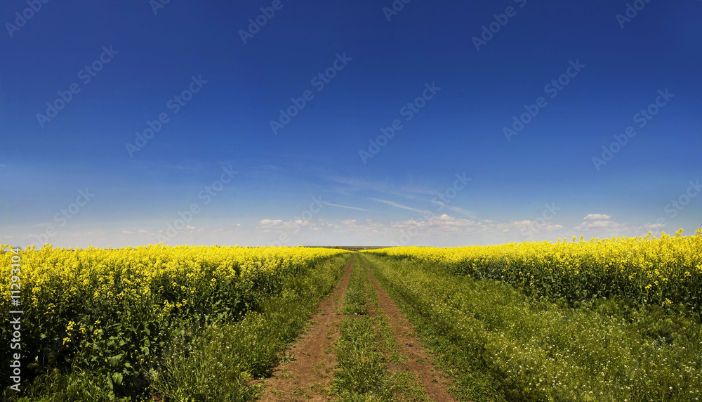 rape field under the blue sky - panoramic image rape field under the blue sky - panoramic image