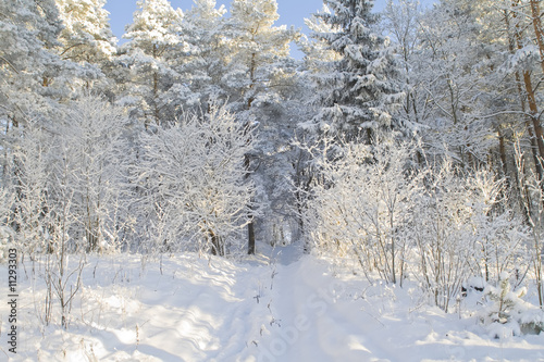 Wallpaper Mural Winter forest Torontodigital.ca