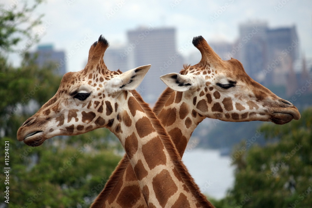 Fototapeta premium Giraffe crossing
