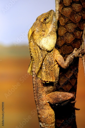 Frill necked lizard on a tree