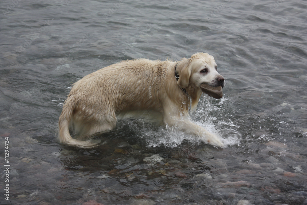 Obraz premium Golden Retriever