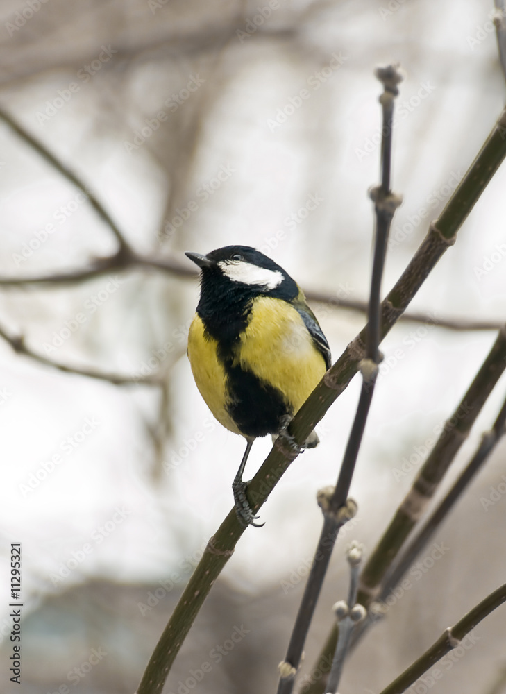 Obraz premium Titmouse on the branch