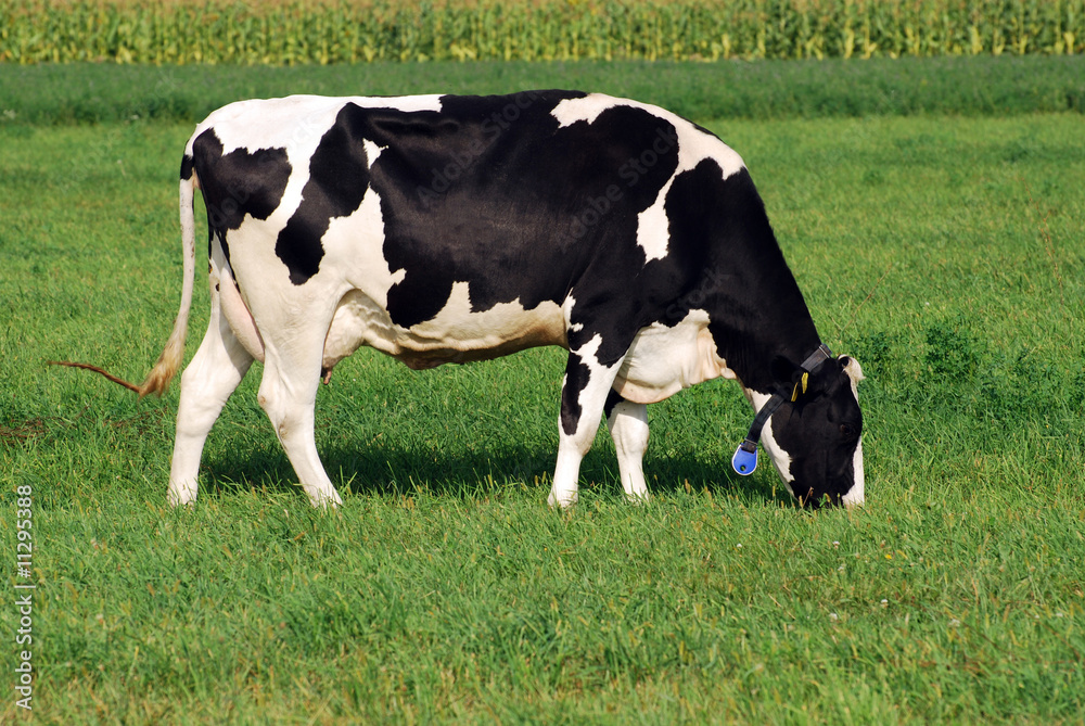 holstein cow grazing on a grass field