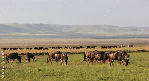 Wildebeest in Masai Mara