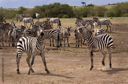 Prancing zebra