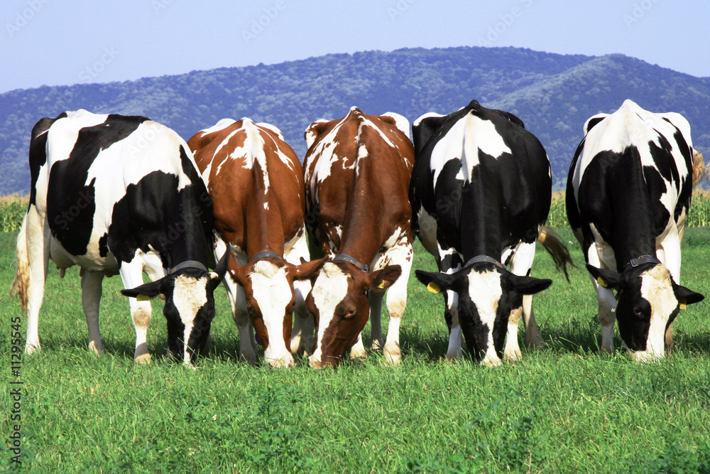 a group of cows grazing