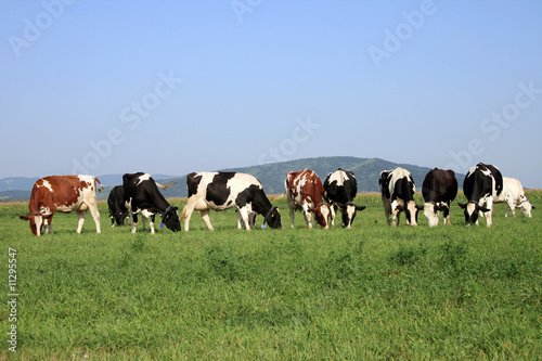 a heard of cows grazing on a field