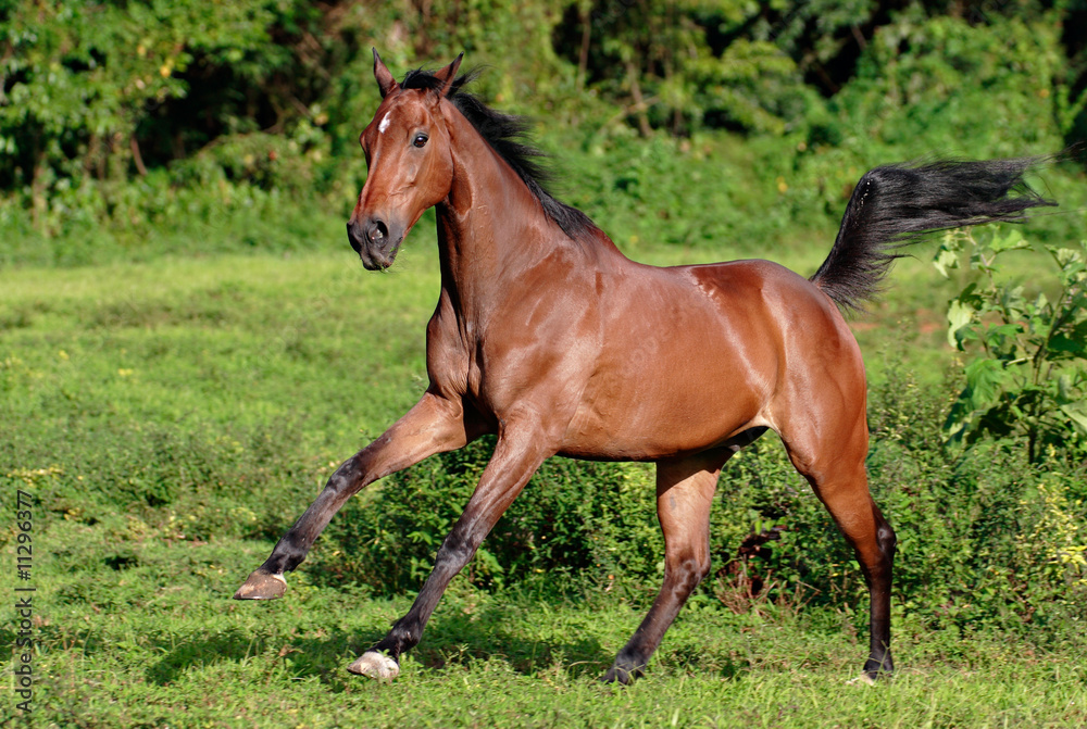 Obraz premium Cheval au galop