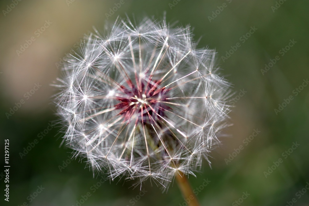 Fototapeta premium Dandelion Seed Head