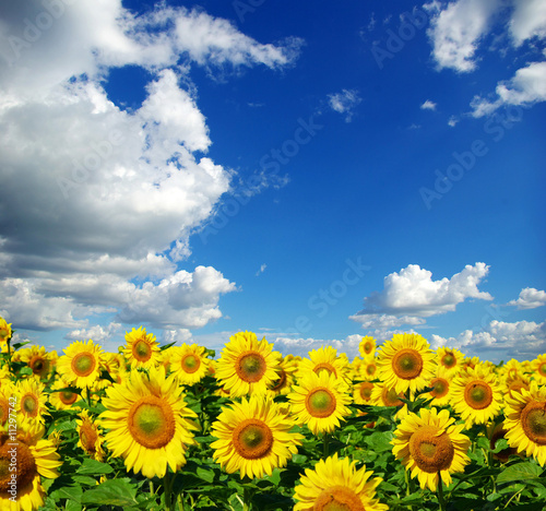 sunflower field