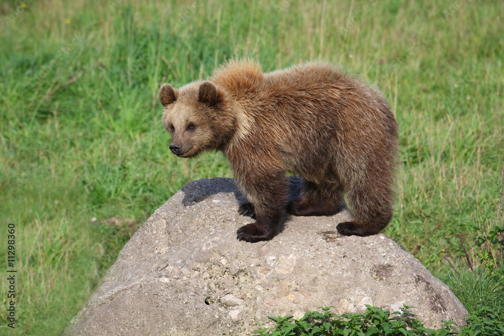 Obraz premium Braunbär Jungbär