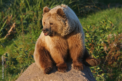 Braunbär
