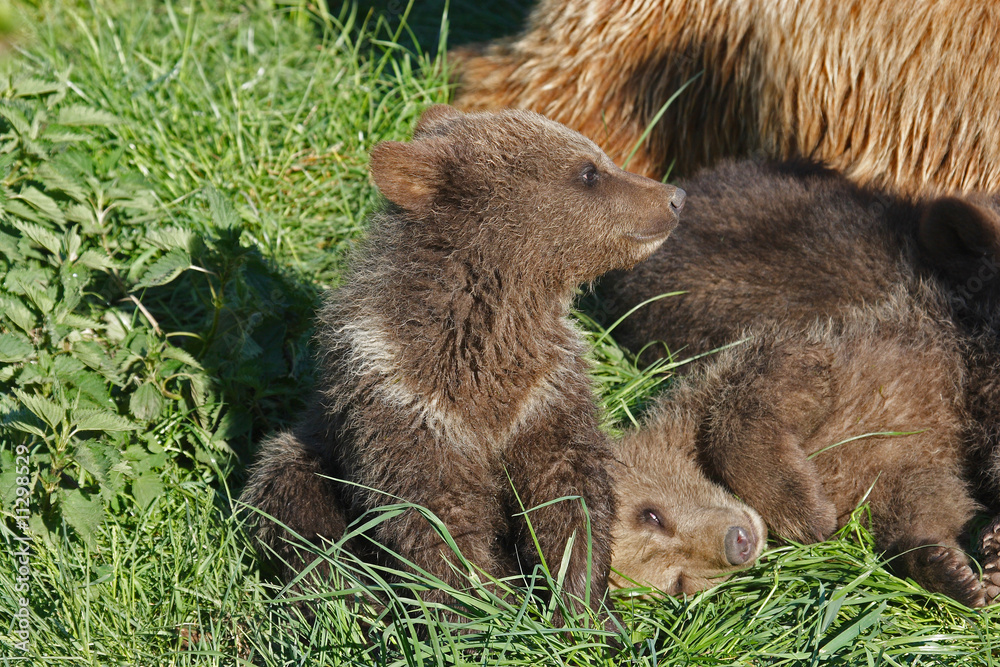 Braunbär Jungbär Braunbär Jungbär