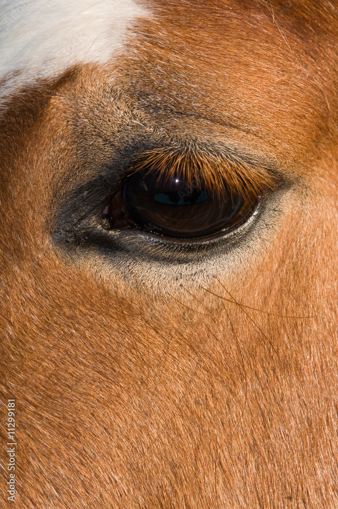 Close up of horses eye Close up of horses eye