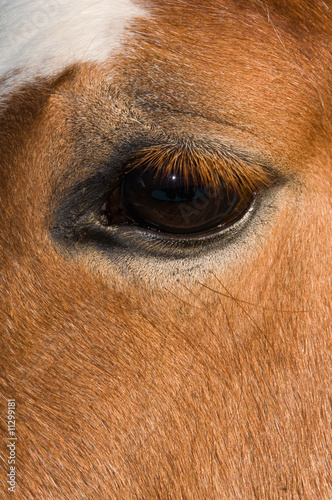 Close up of horses eye