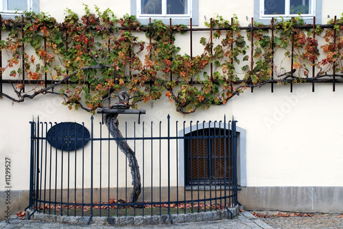500 years old grapevine Maribor - Slovenia photo