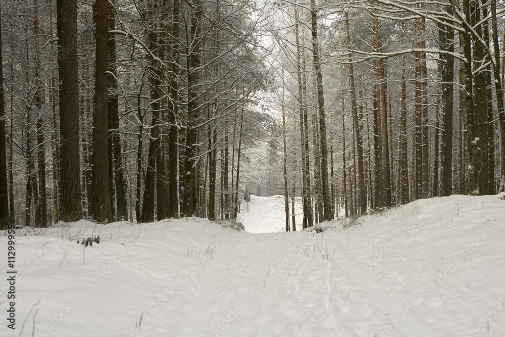 Fototapeta premium Winter forest