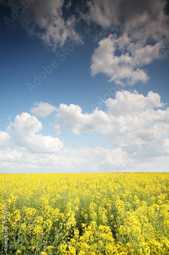 Rape filed with beautiful sky