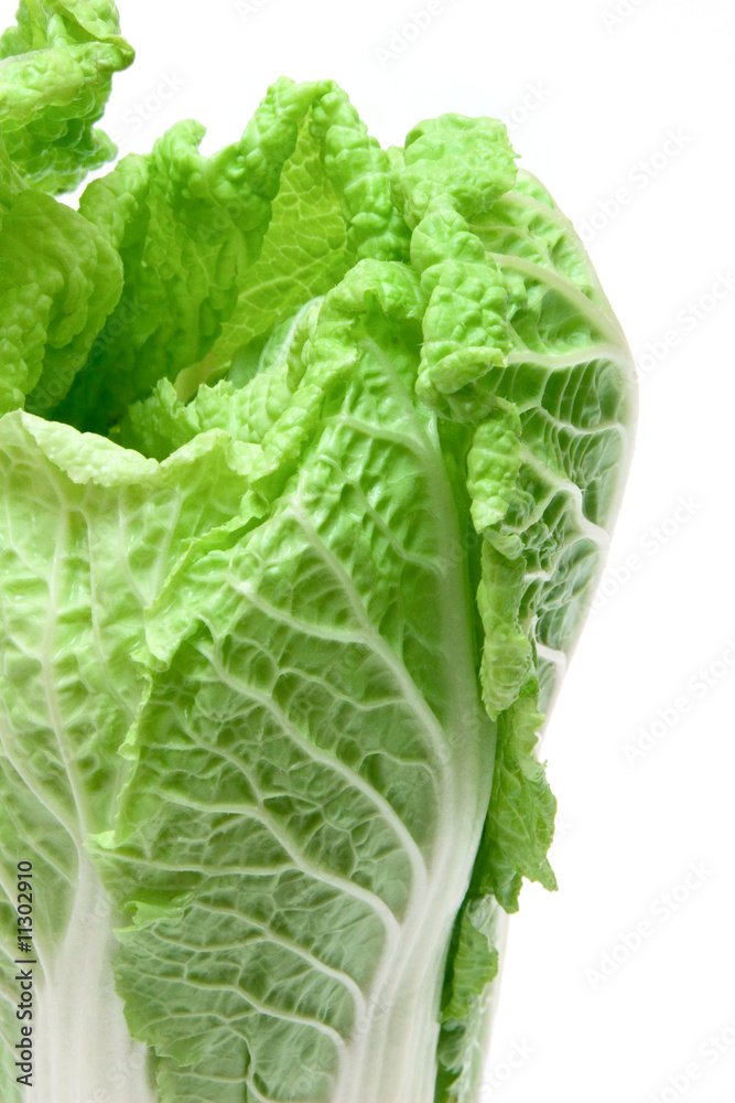 chinese cabbage chinese cabbage