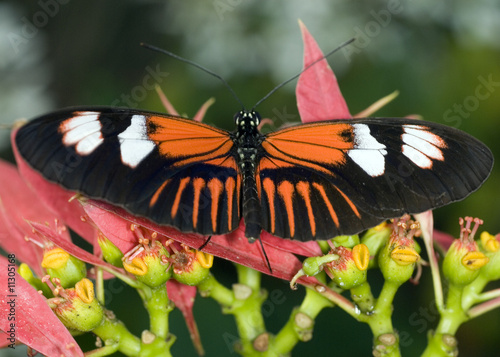 Piano Key Butterfly-Heliconius melpomene