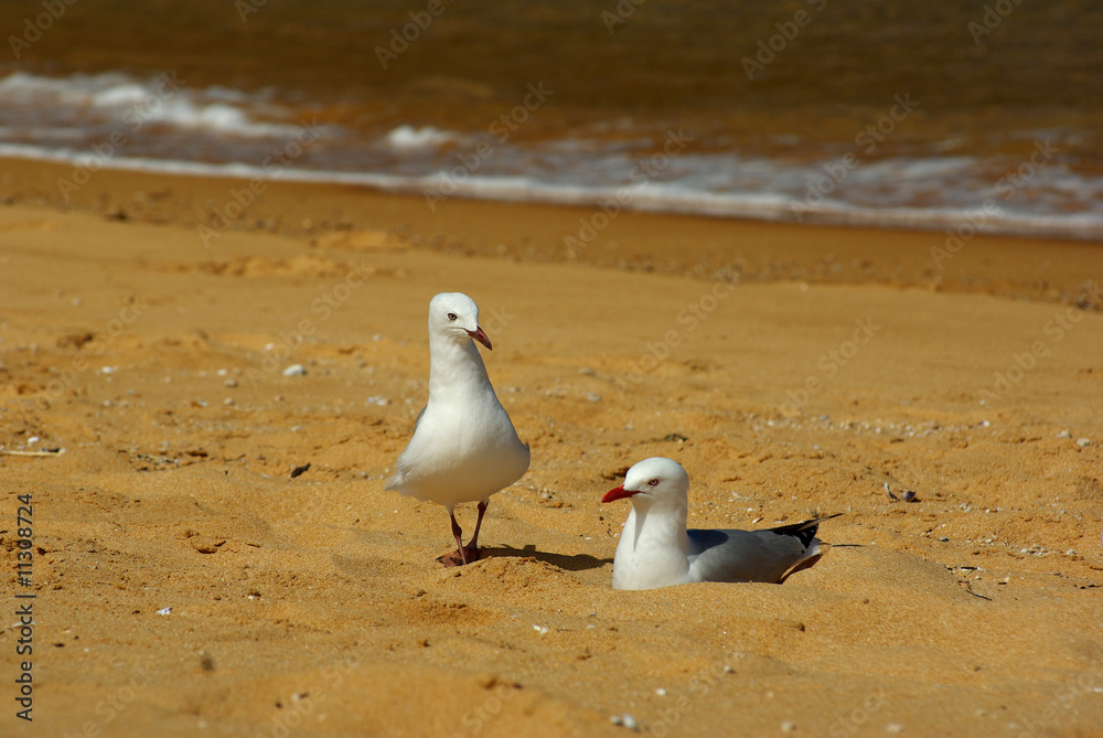 Naklejka premium Mouettes