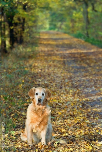 Dog (gold retriver) on walk in park