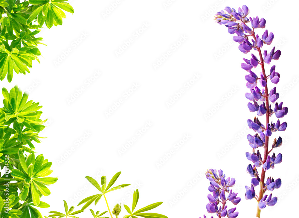 lupine isolated on white