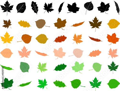 Leaves