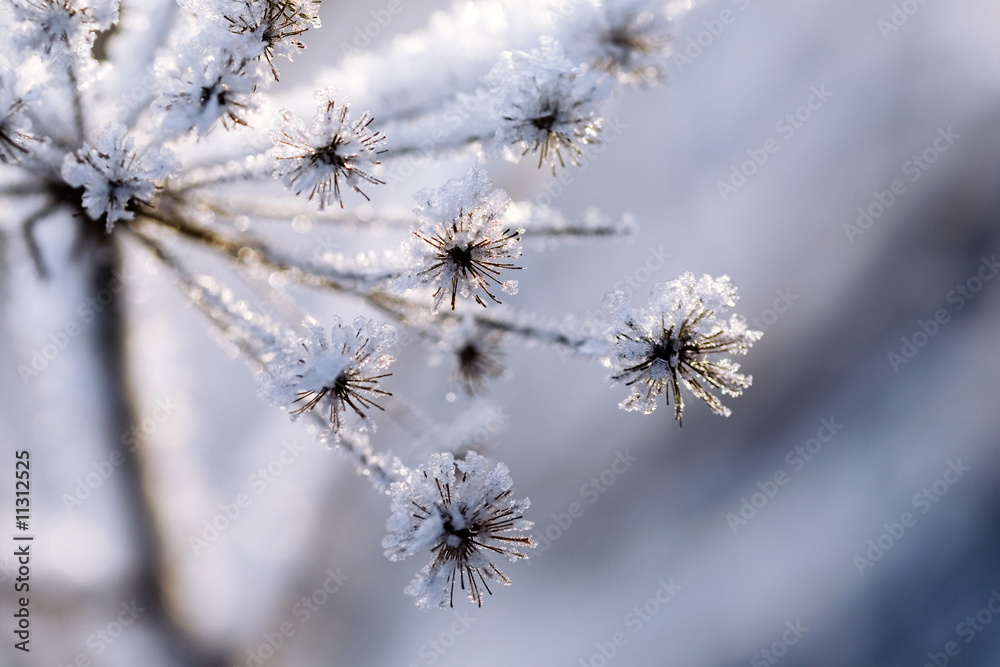 Frozen plant