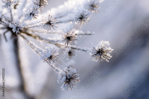 Frozen plant © Kati Finell