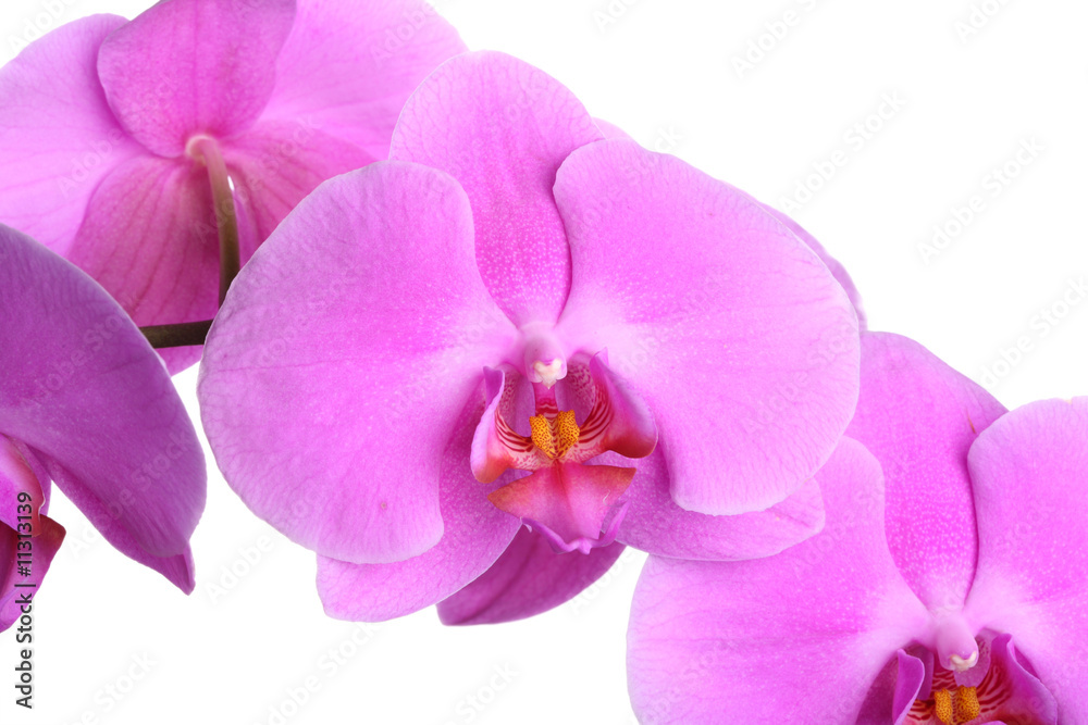 Obraz premium orchid flower