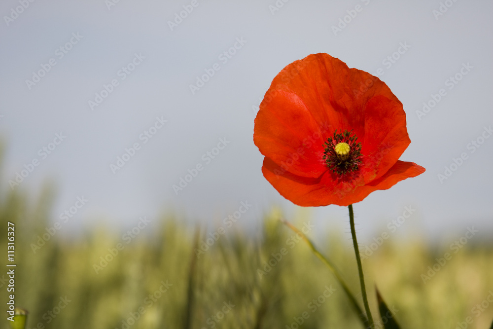 Fototapeta premium Coquelicot dans les blés