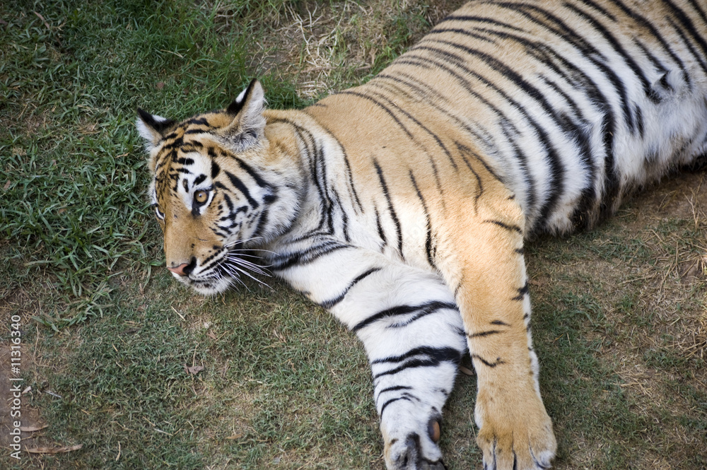 Fototapeta premium male tiger resting
