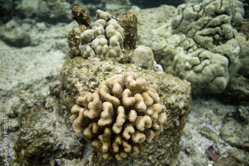 Coral Reef 519