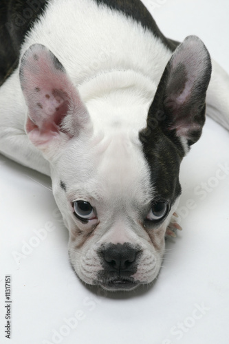Puppy French Bull-Dog © Donald Bowers