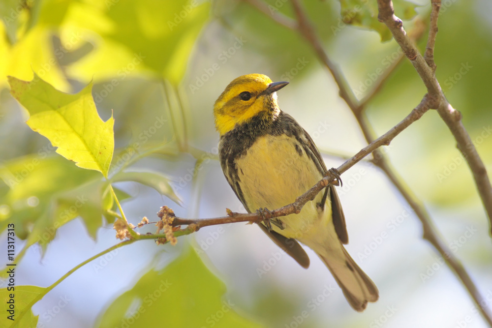 Fototapeta premium Black-throated Green Warbler